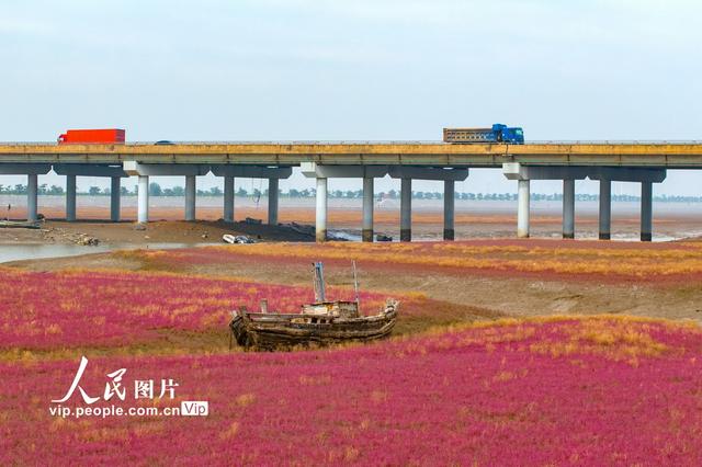 青岛红海滩湿地风光
