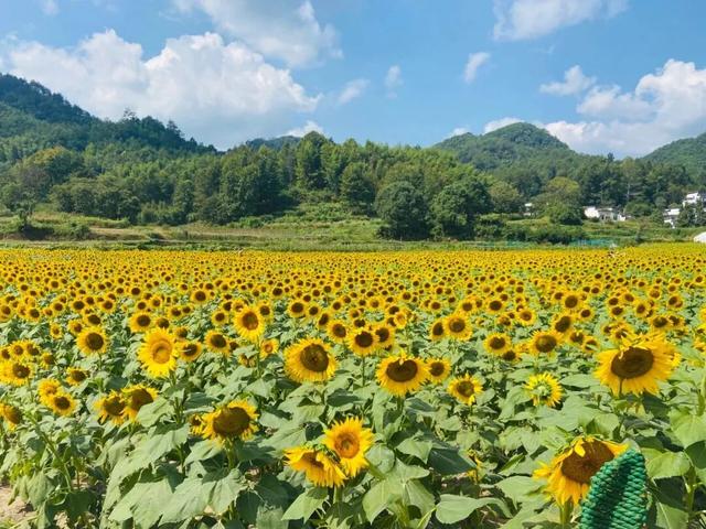 别只惦记红叶了！安徽的秋天，是五彩斑斓的！