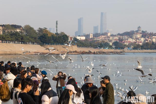 栈桥赏鸥已开始进入最佳观赏期！