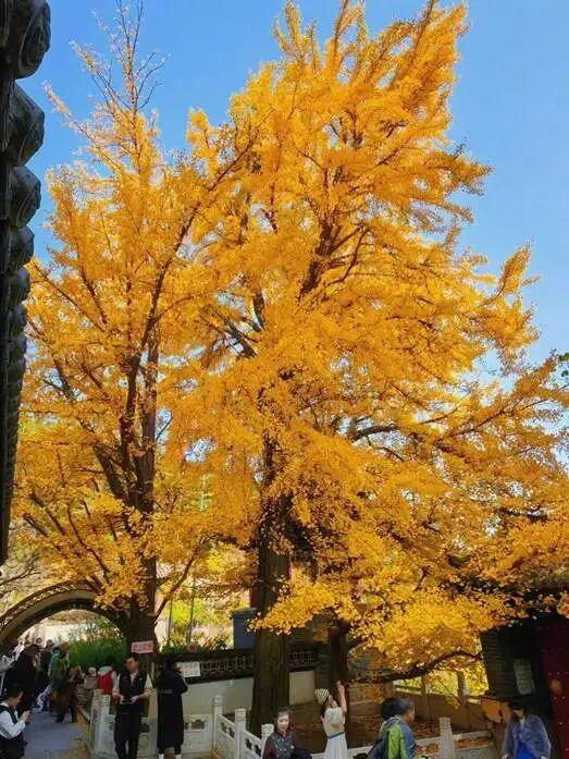 银杏叶未黄先落！今年的“满地金黄景”还能看到么？