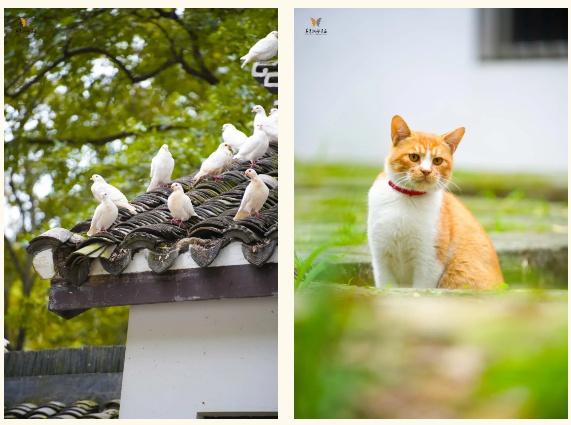 现在的宜兴，已经美成这样了……