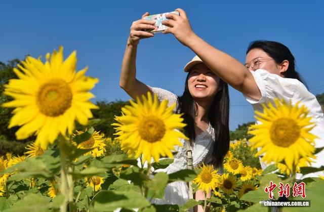 贵州松桃：油葵花开引客来