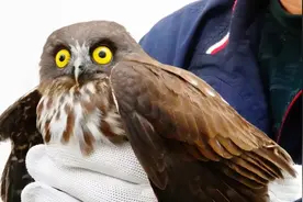 市民捡到一只“猫头鹰”，竟是国家二级保护动物→图片