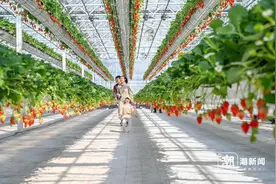 杭州塘栖村“天空草莓瀑布”火爆出圈图片
