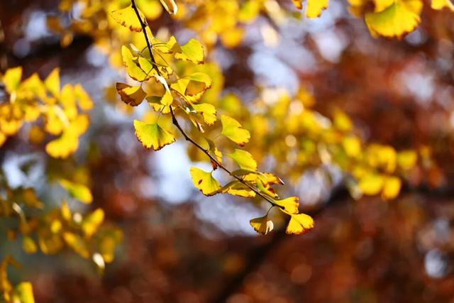 “CHUA”的一下，65%！