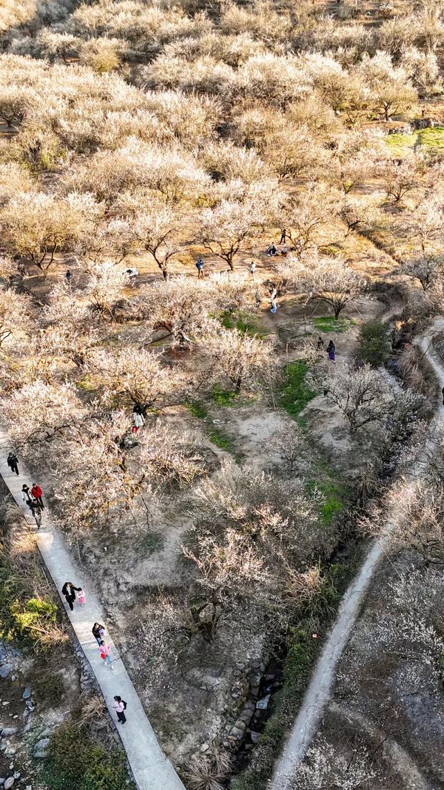 赏梅直奔福州这里，这片“雪海”太惊艳了！