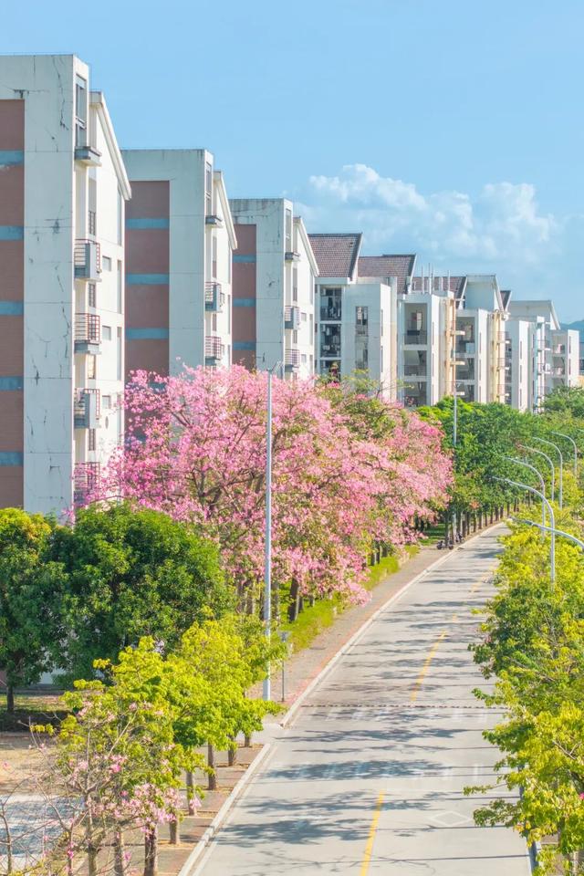 闽侯异木棉全盛登场！是谁的大学这么浪漫呀？