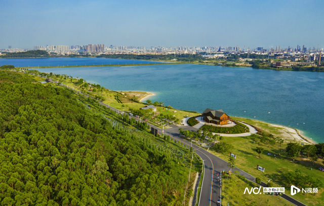 暖冬紫霞映好心湖，茂名露天矿生态公园300株风铃木盛放