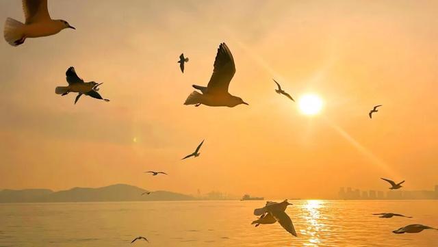金秋惠民月，海上游船享福利！赠奶茶，赏海景，“船”递暖意！