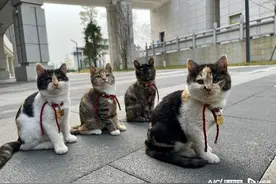蹭课 陪读 太治愈了！广州一校惊现“学霸猫”图片