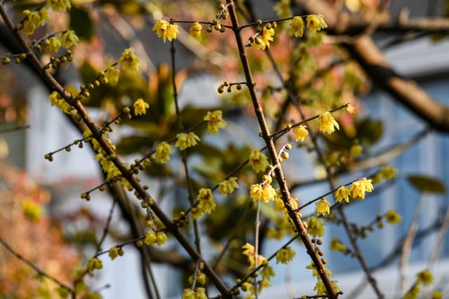 暗香浮动申城冬，闸北公园觅梅踪！