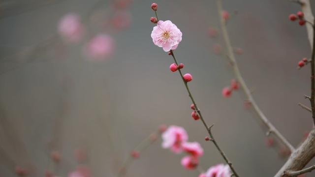 “Mei，我在连云港想开了！”