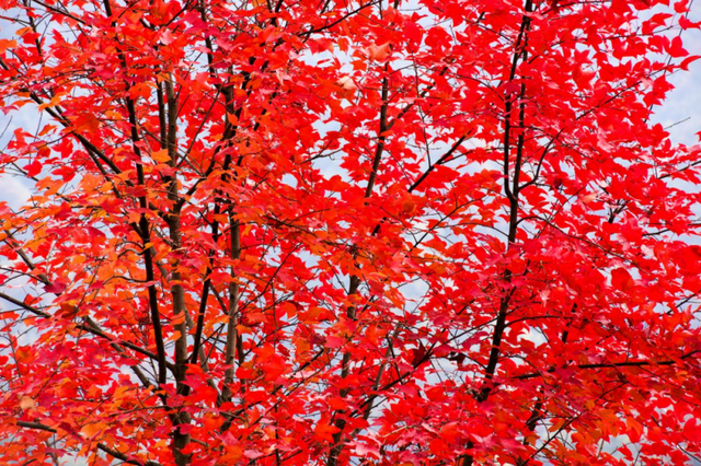 青睐绵阳 ‖ 层林尽染，枫顺邀你共赴红叶之约