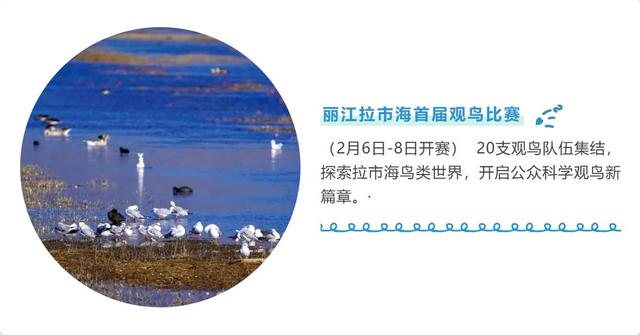 云南丽江：“拉市海观鸟季”系列宣传活动即将开启
