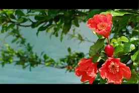 这朵花，在西安城红了2000多年图片