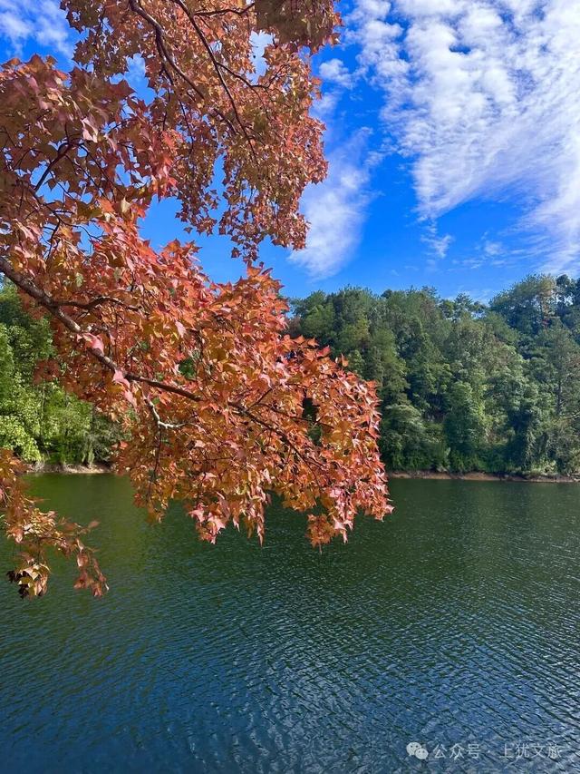阳明湖最新“枫”情预告