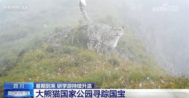 探秘雨林、寻踪国宝、见证奇迹……研学游持续升温点亮“暑期经济”
