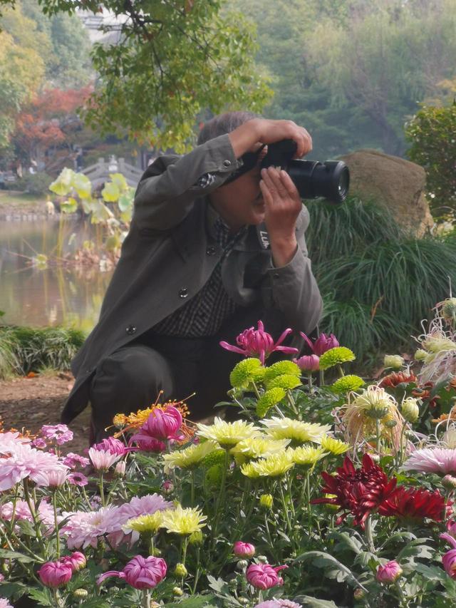 晚潮｜深秋，总要看场菊展吧