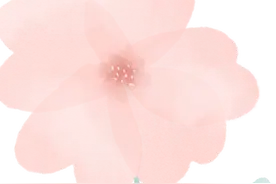 玉兰、樱花、蓝花楹又开了 又是天气气温“乱码”导致植物开花“重启开机”？图片