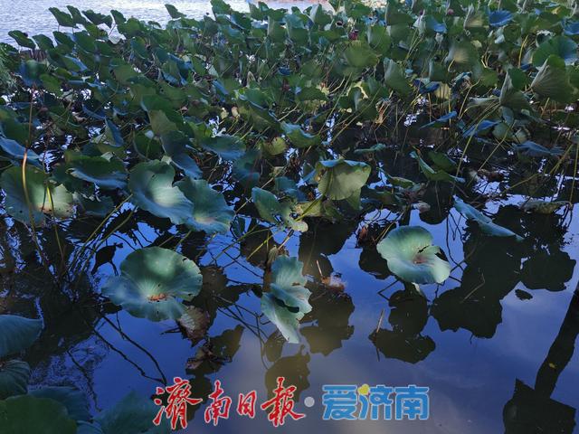 一年四季 泉在济南丨大明湖游人如织 秋意正浓