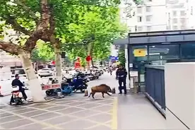 野猪闯入电视台被活捉，人口稠密的城市为何野猪泛滥？图片