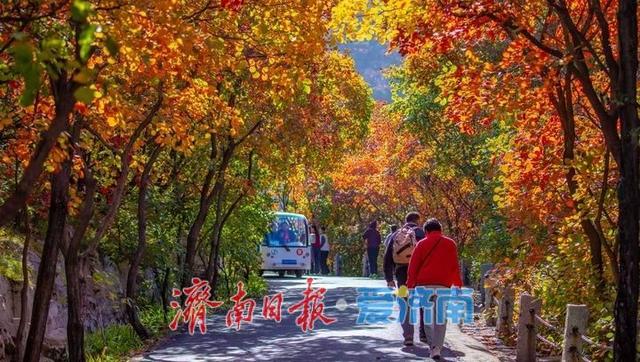 济南红叶谷第25届红叶节启幕！4000亩黄栌林演绎“三色秋韵”
