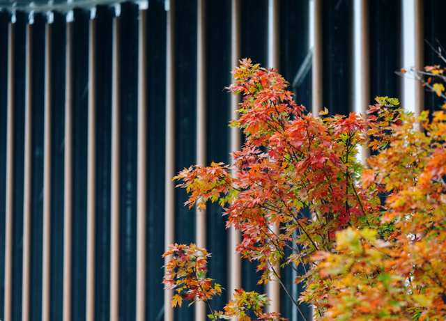 绝美！成都红枫进入最佳观赏期！线路来啦