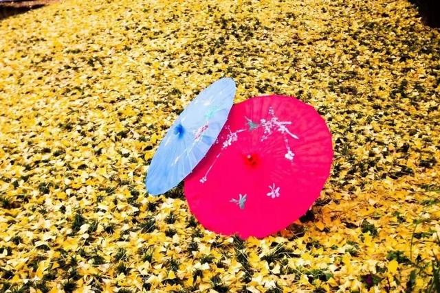 梯田、银杏、枫叶……跟着广东旅游文化节打卡清远“限定”美景