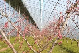 潍坊青州：大棚桃花盛开 春意盎然迎丰收图片