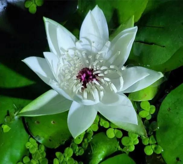 好仙！夜游钱王祠上线，也许能偶遇上“夜班”的傲娇睡莲