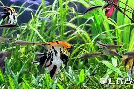 长沙海底世界春日音浪致敬每一位了不起的“她”图片