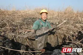 新春走基层｜君山：湖藕喜丰收 新春采摘忙图片