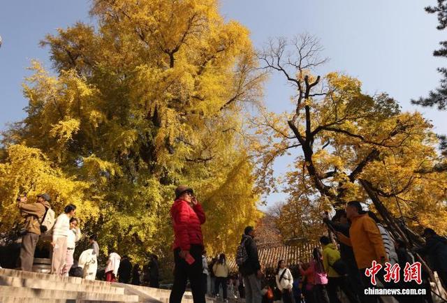 北京：潭柘寺秋意浓 千年银杏披“金甲”