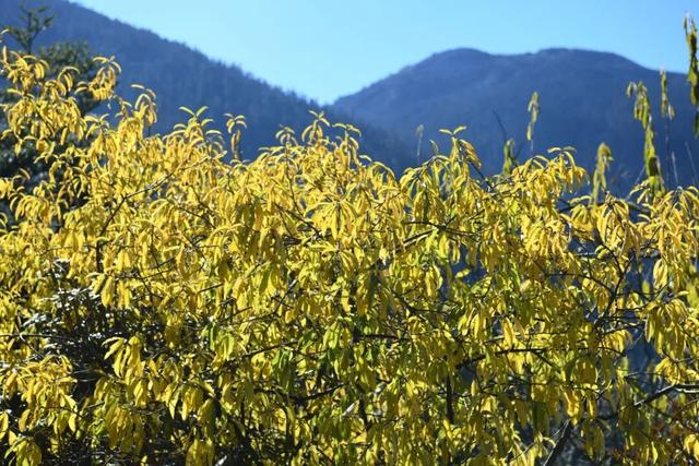 【丽江分享】老君山九十九龙潭冬日“限定美景”已上线