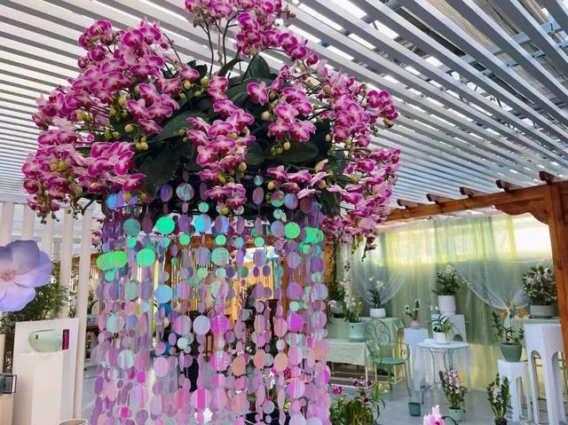 太美了！北京室内花海绽放，“兰”不住的冬日浪漫