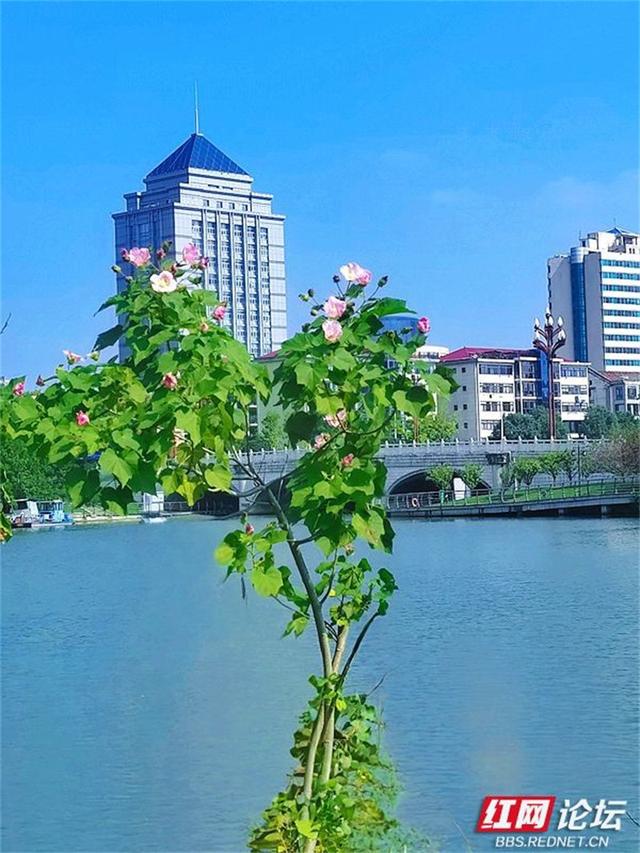 秋游时刻丨常德的秋天是什么颜色？答案是粉色的