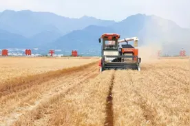 陕西“三夏”生产观察图片
