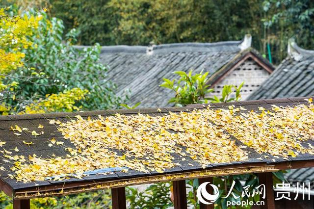 世界古银杏之乡迎来游学热