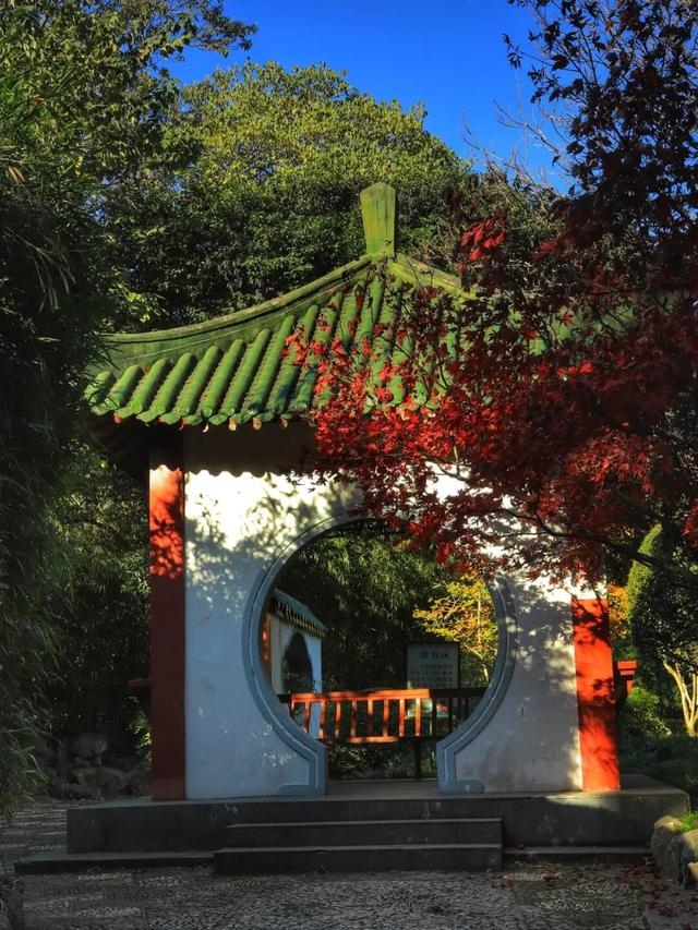 长宁的秋叶，红得醉人……