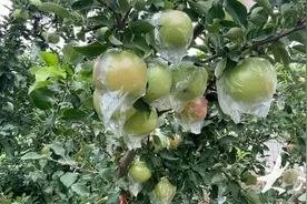 老果农种下新果树，“金苹果”带富3个新村图片