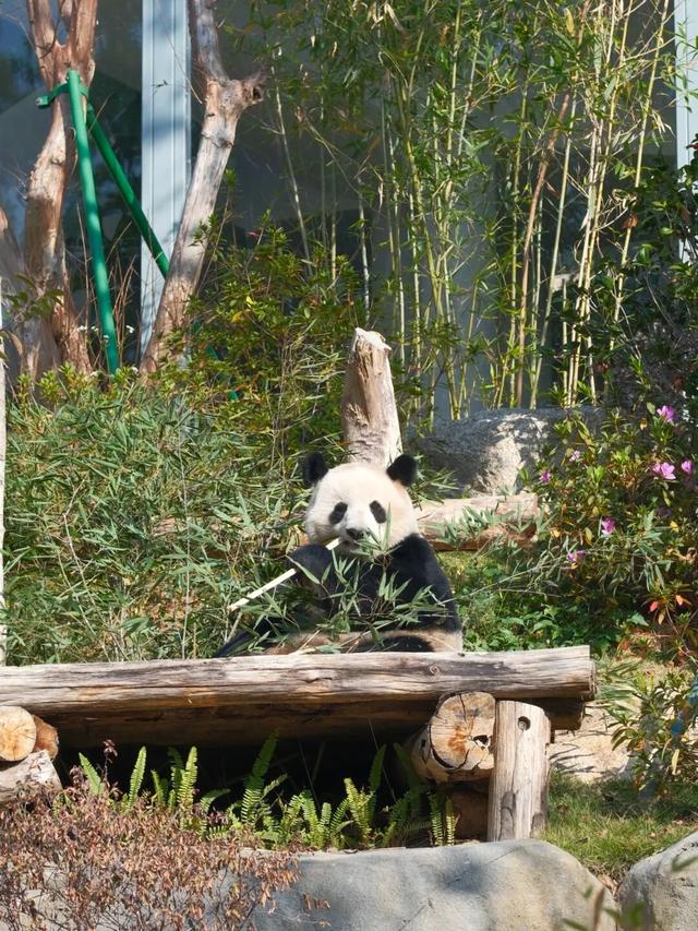 欢迎来到熊猫的家！保姆级攻略请收好！