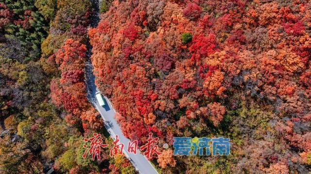 济南红叶谷：万山红遍层林尽染，秋日胜景醉游人