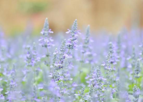 上海秋日浪漫天花板！这些花海美到让人心醉
