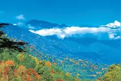 野化放归助力大熊猫种群复壮（深度观察）图片