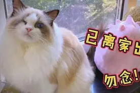养猫久了才明白，出门后能找回家的猫，跟回不来的猫，区别真大！图片