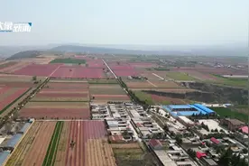 河南果农把桃树剪成“兵阵” 枝丫如复制粘贴网上爆火图片