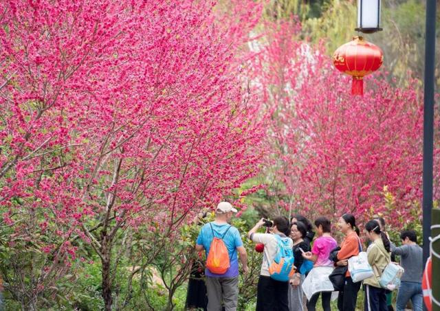 灼灼桃花映良缘！永春桃花季解锁文旅融合新玩法