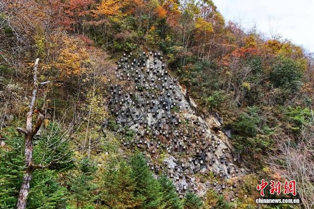湖北神农架“上线”层林尽染美景