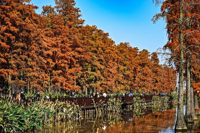 树在水中长，鸟在林中飞 涨渡湖“红”了