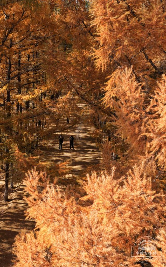 吉镜头丨赏秋必打卡——百木园“黄金大道”